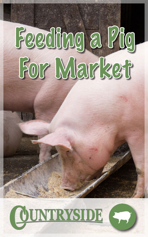 Feeding a Pig For Market